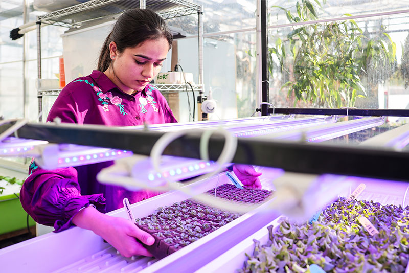 Student working with plants under UV