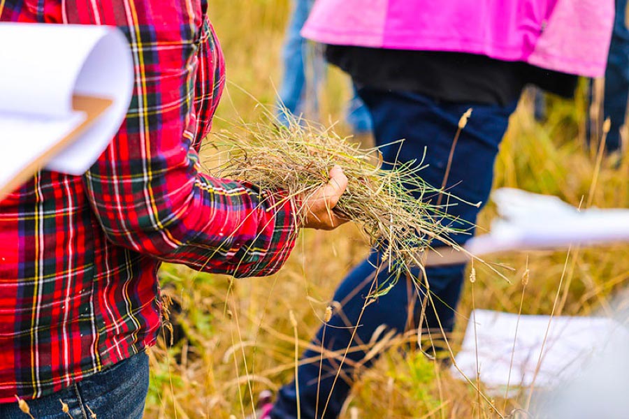 Inspecting hay