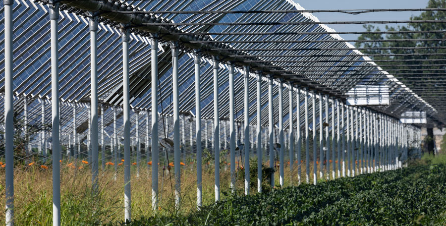 Agrivoltaics system showing growing green crops around it 