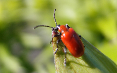 Lily Beetle on the leaf of a lily