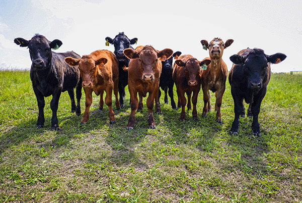 cattle-july-2020-pitstra-9-1.gif