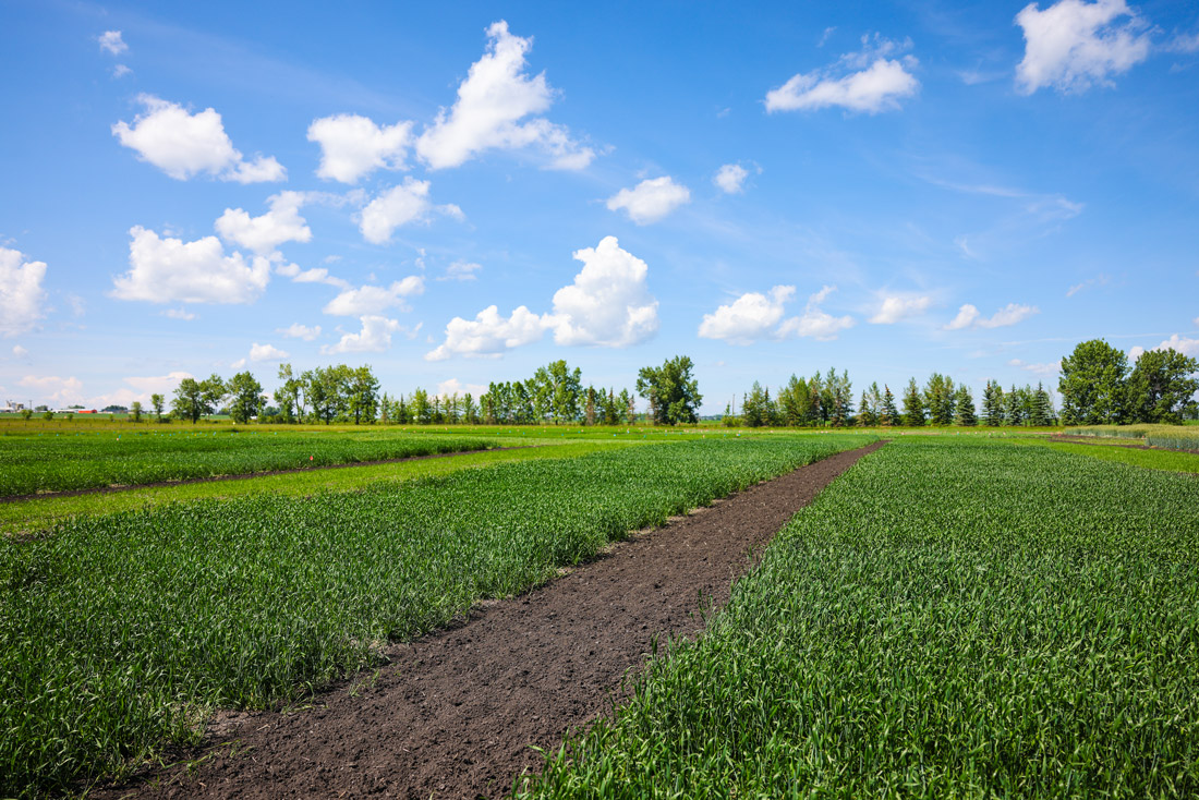 Agronomy Certificate Level II