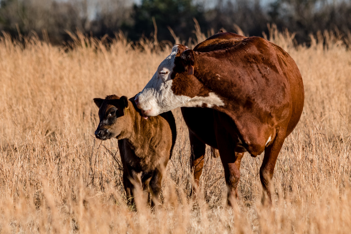 Bovine Ultrasound