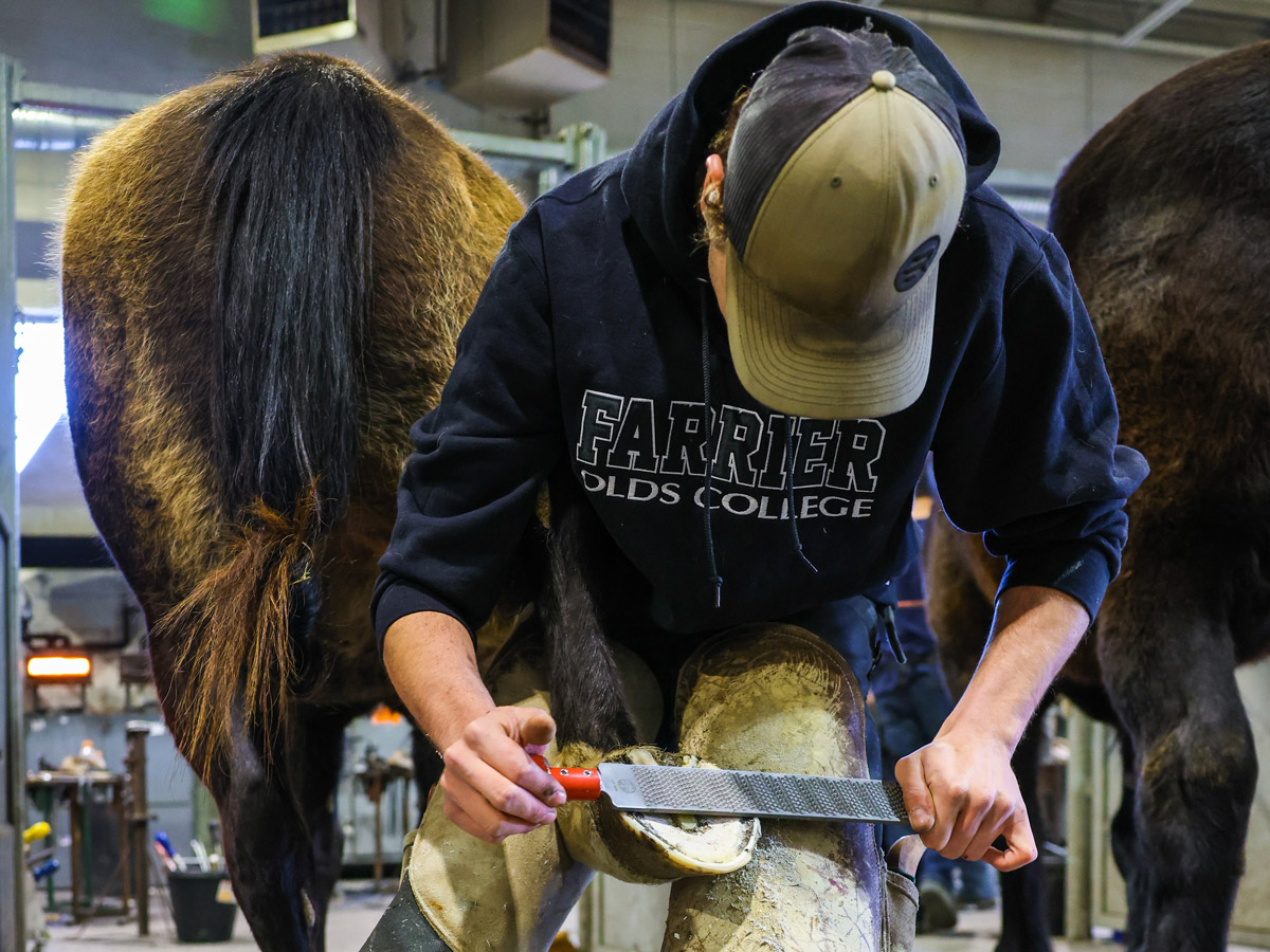 Horse Hoof Care and Trimming