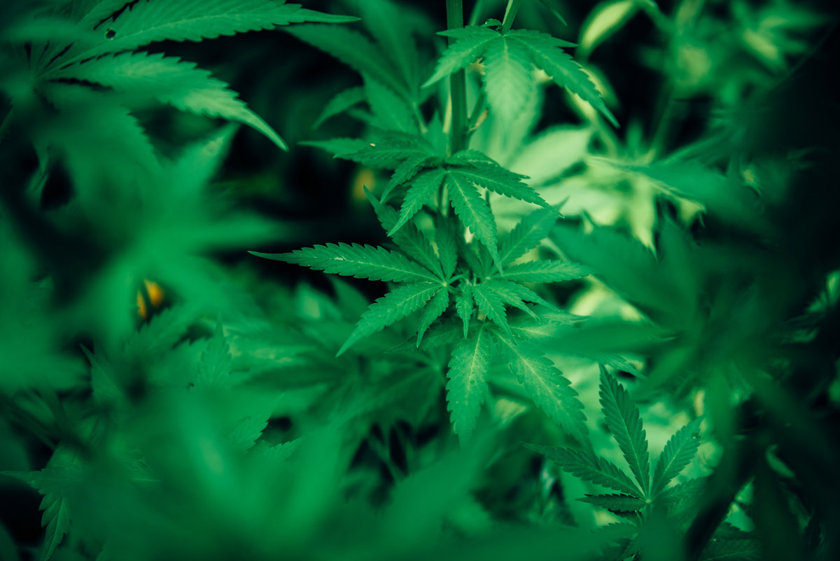 coned-introduction-to-cannabis-retail.jpg