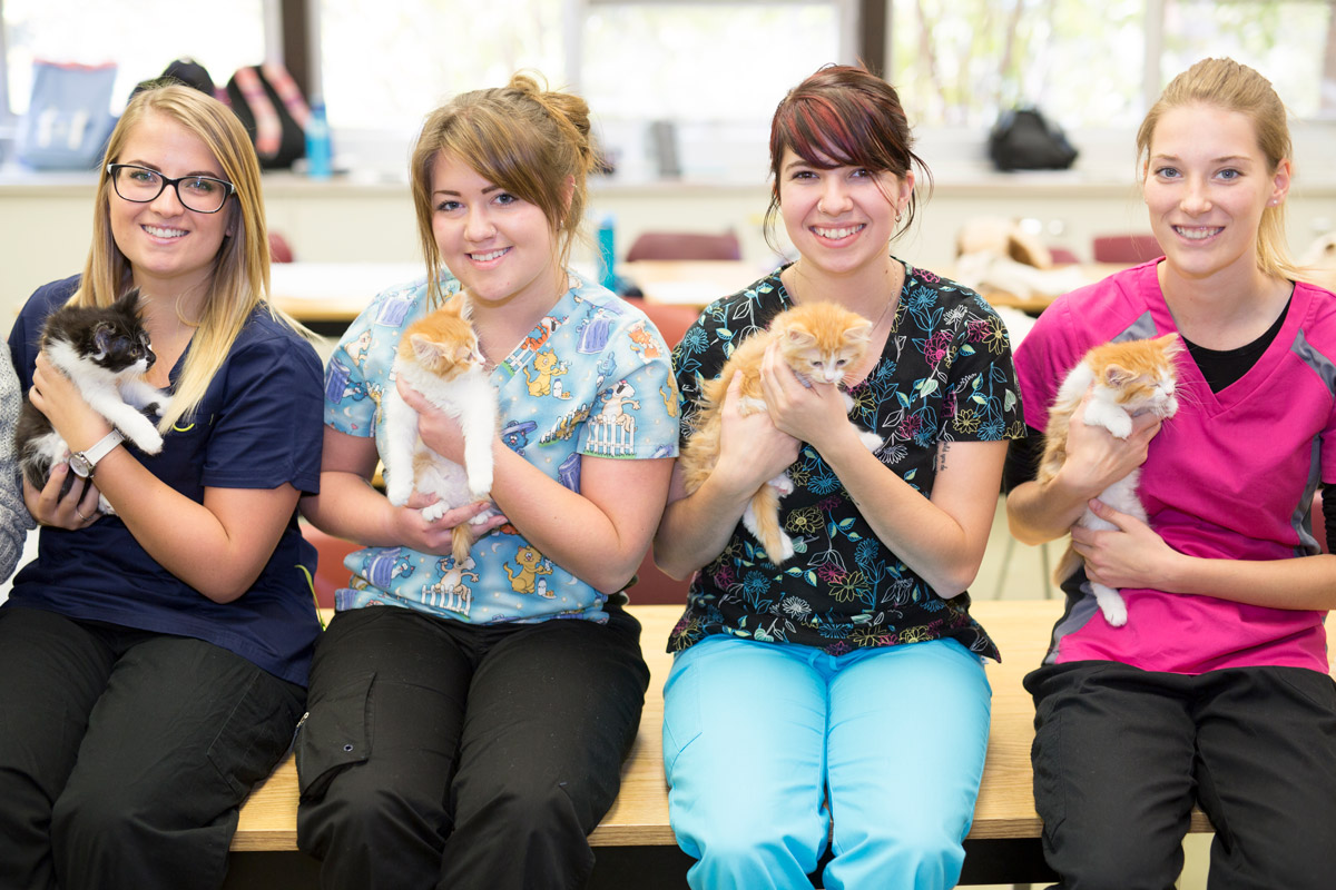 Introduction to Veterinary Medicine for Teens