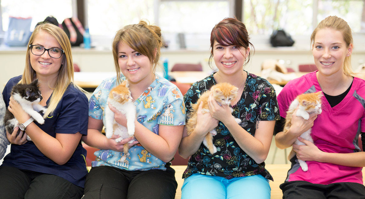 Introduction to Veterinary Medicine for Teens