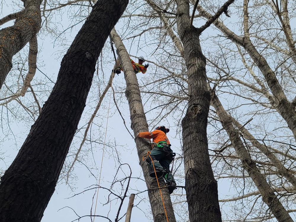 Utility Tree Worker Safety Training
