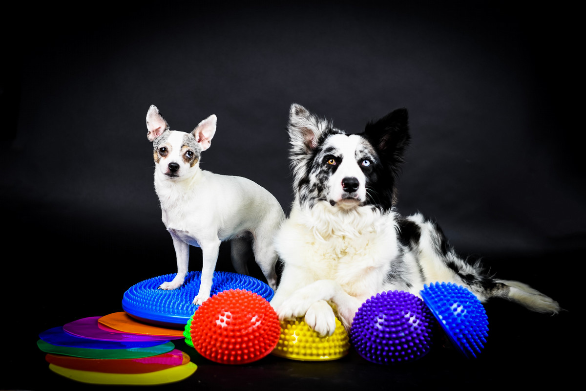 dogs posing with toys