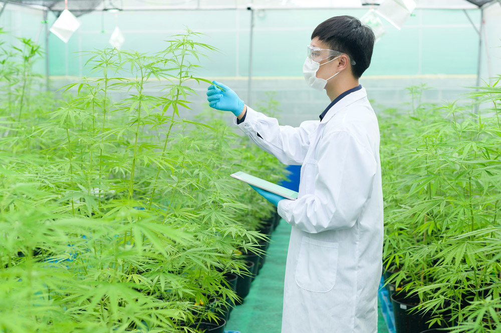 cannabis plant harvest