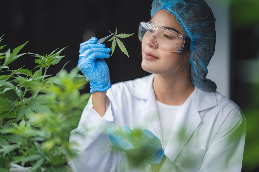 cannabis quality assurance