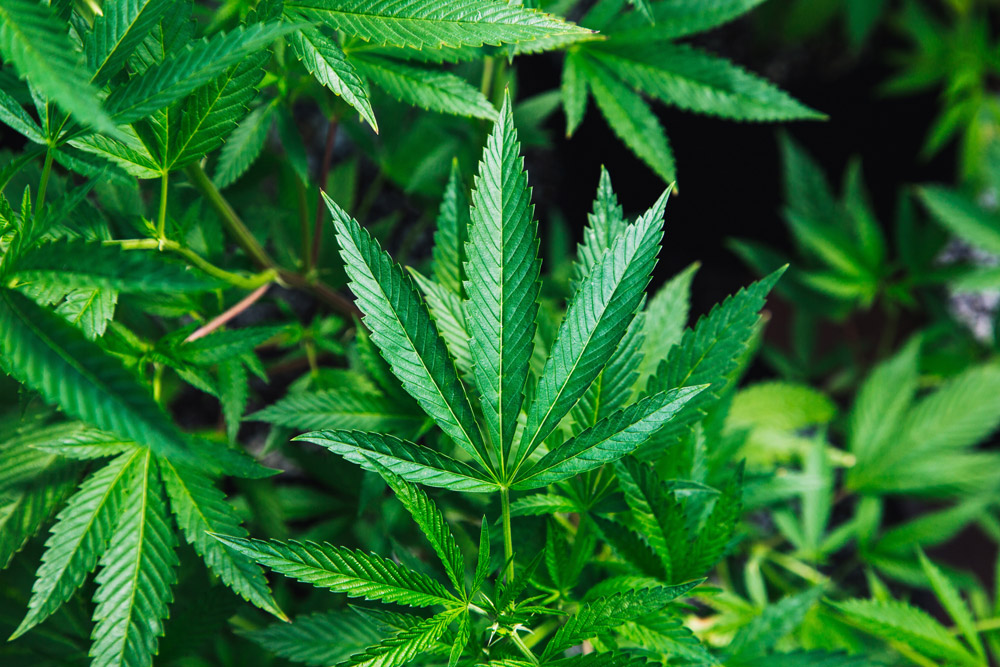legislative requirements cannabis