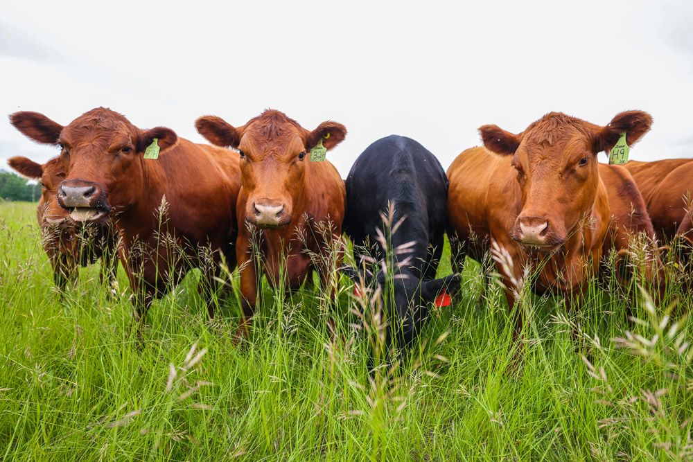 Cows in Field