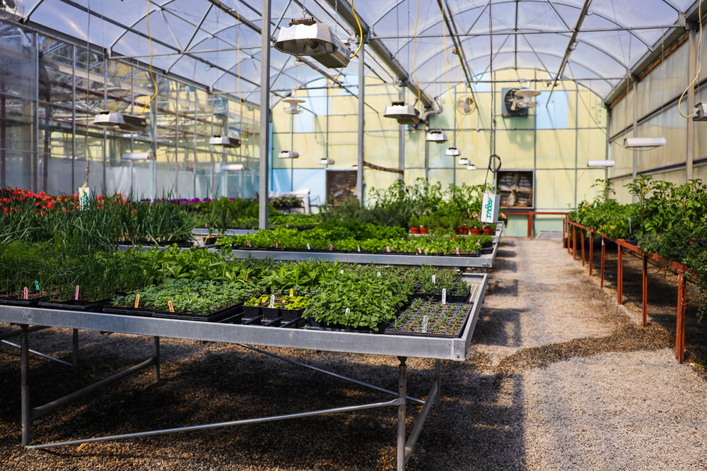 plant dev. for greenhouse crops