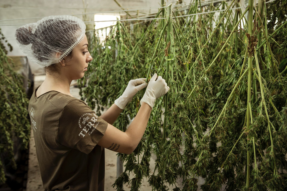post harvest handling of cannabis