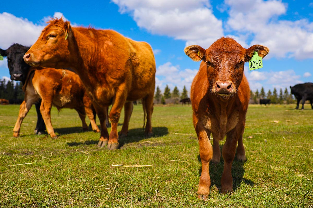 A brown calf walks towards the camera, its ear tag reads 207E.  Three other cows stand to the left.