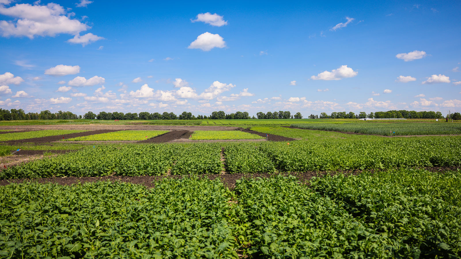 crop production