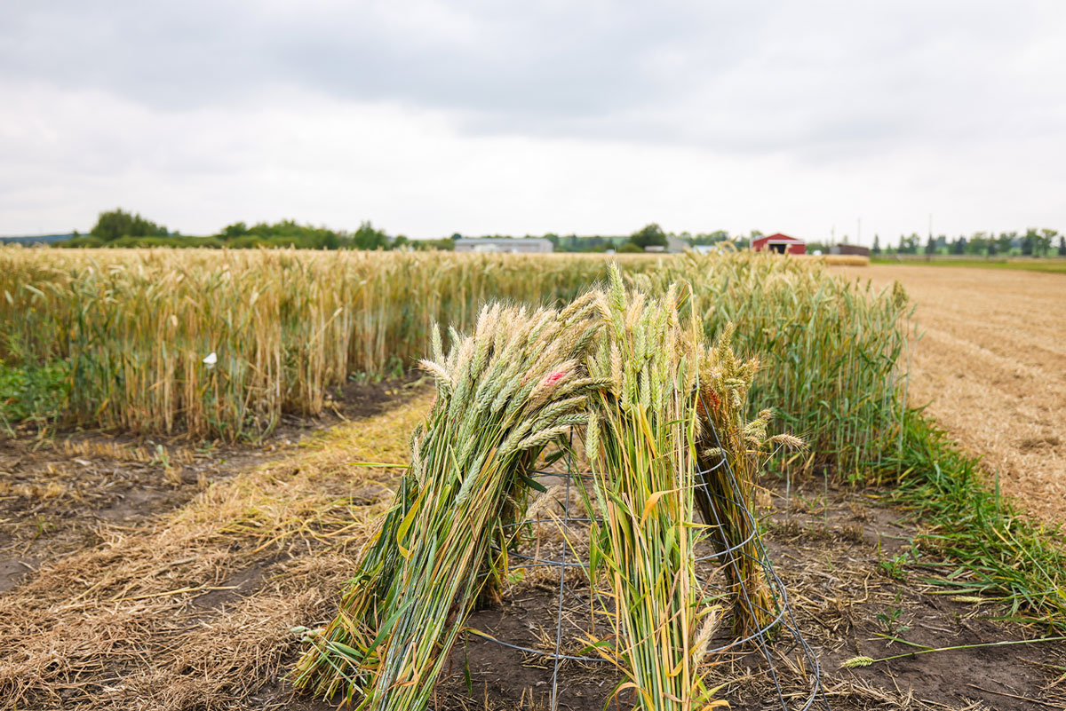 Field Crop Development Centre