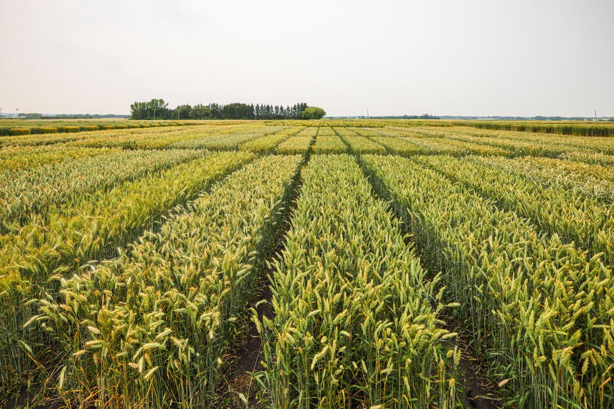 2023 Update: Field Crop Development Centre