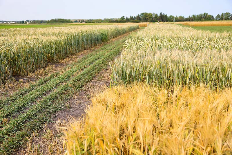 2023 Update: Field Crop Development Centre