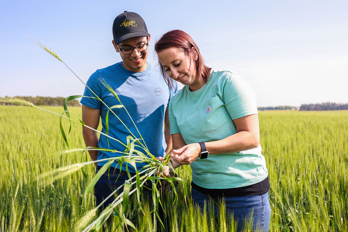 Two people in a tall field of green barley look at a few plants that one of them is holding.