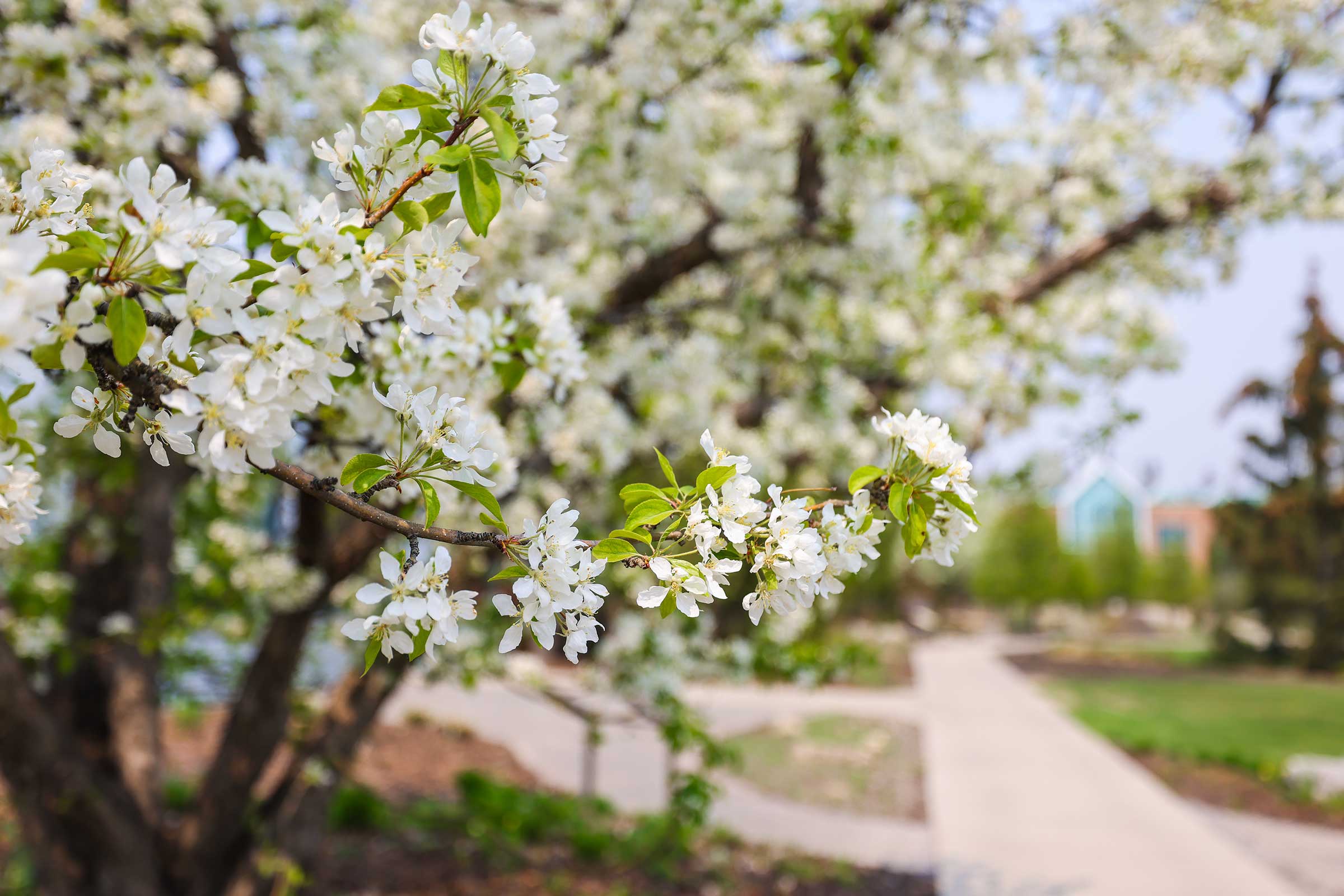 Olds campus in bloom