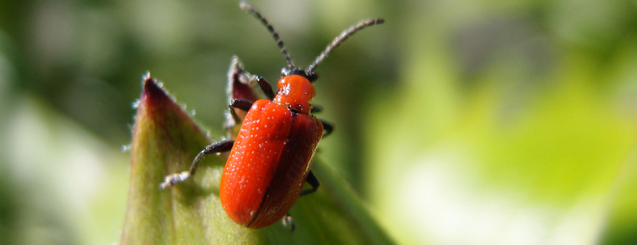 lily-beetle.jpg