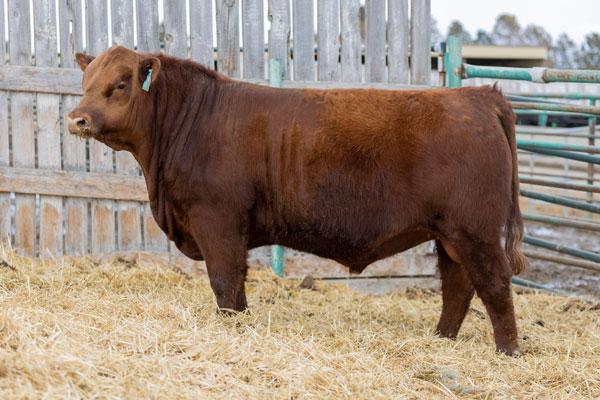 Olds College is Pleased to Offer its First Purebred Red Angus Bulls for Sale