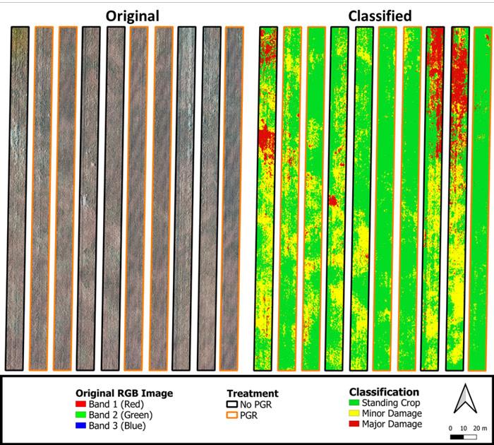 Figure 4. Original and lodging classified images.