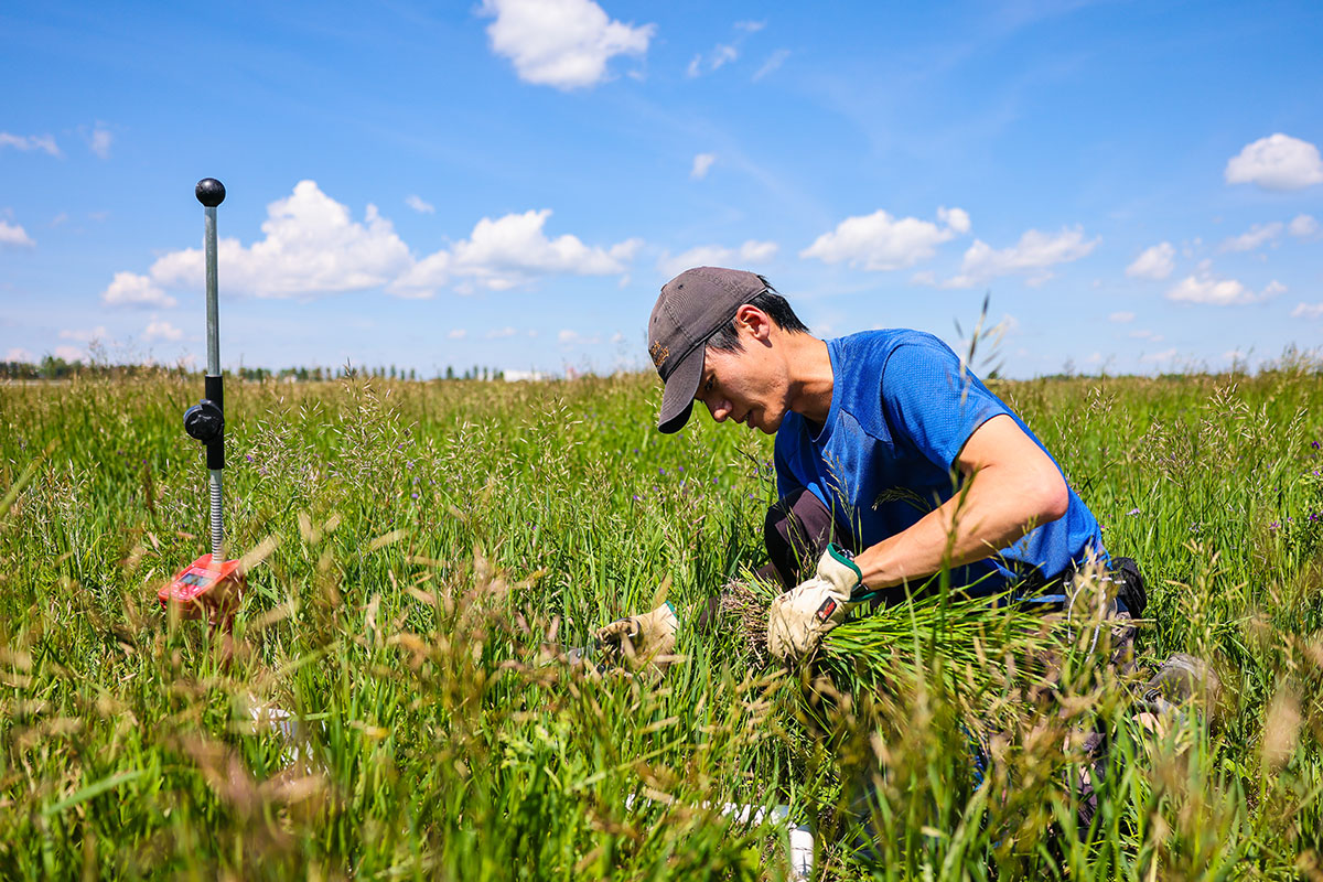 Researcher on the Smart Farm conducting forage testing