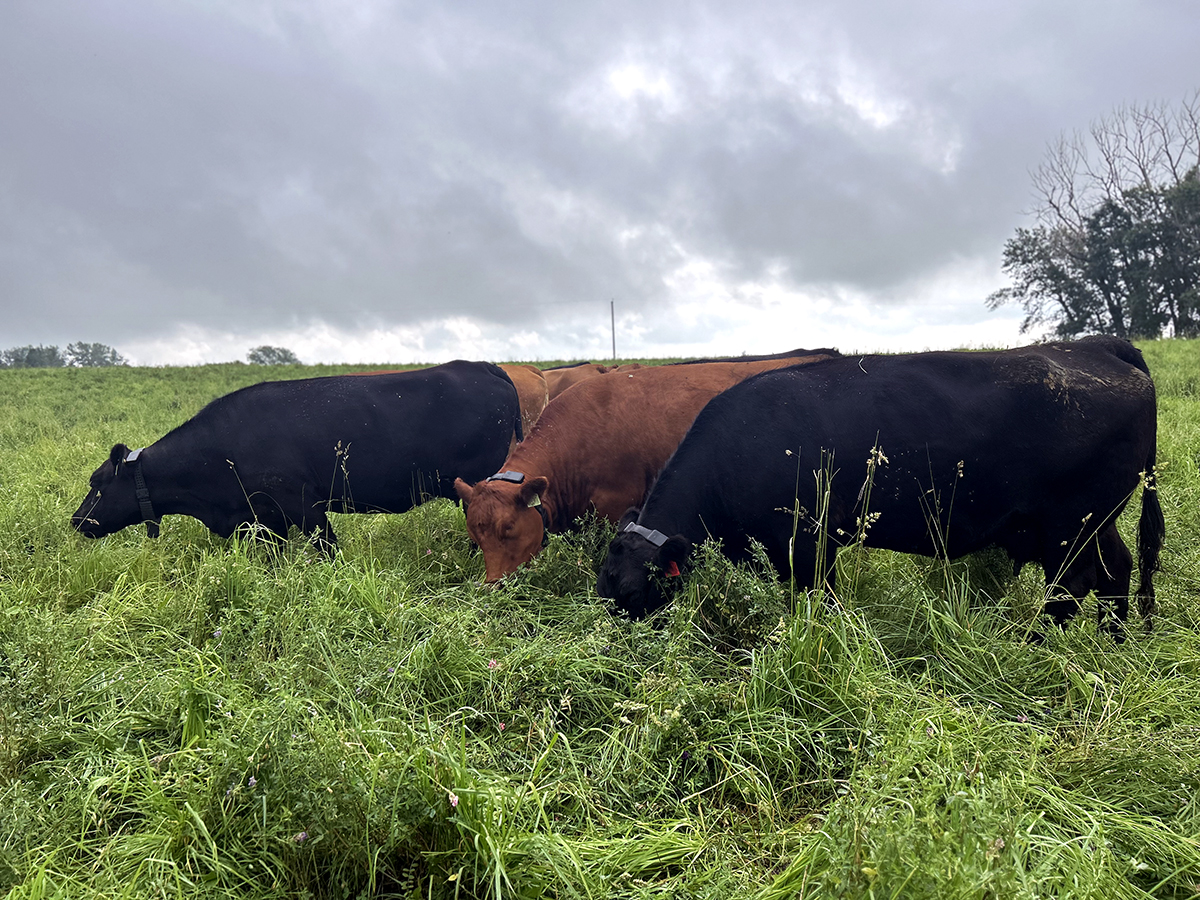 Olds College Leads the Way With Halter Virtual Fencing Collars