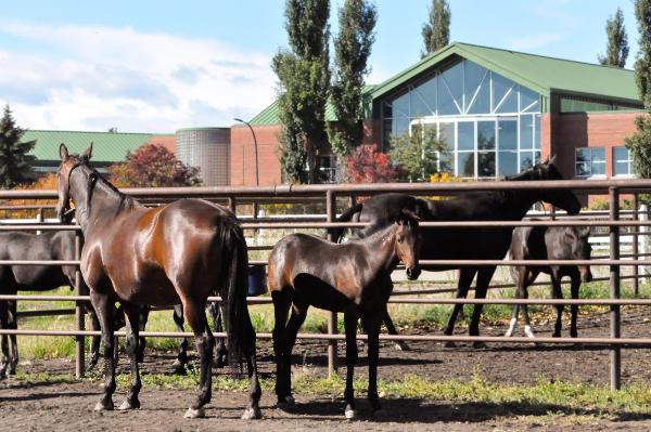 Olds College Launches Two New Equine Certificates