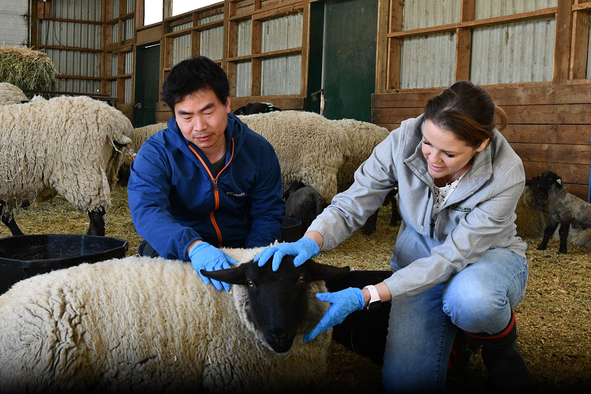 Simple Blood Test Could Help Farmers Target Sheep Parasite