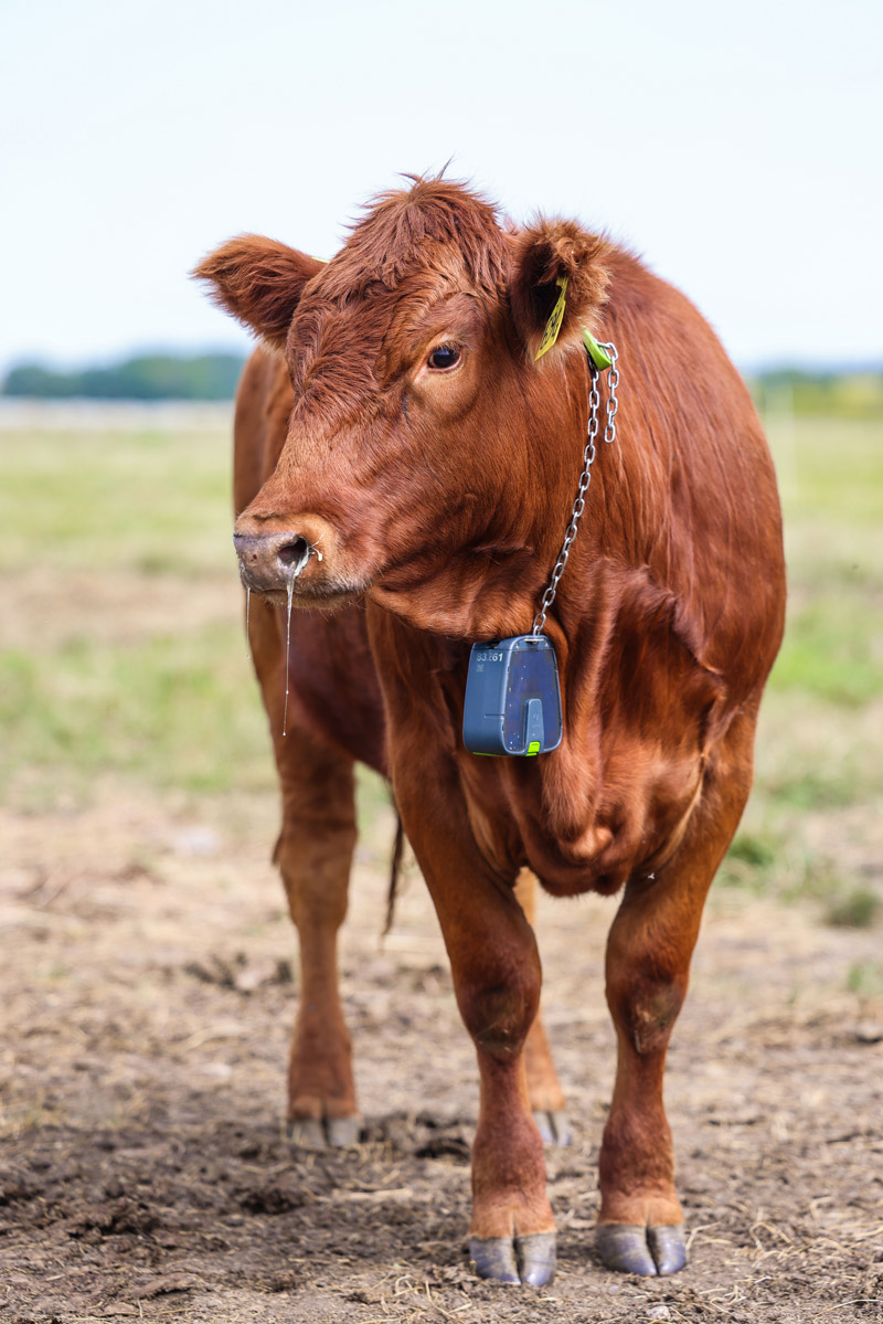 no-fence-collars-trial.jpeg