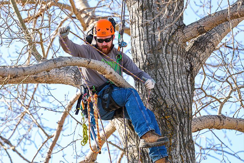 Arboriculture