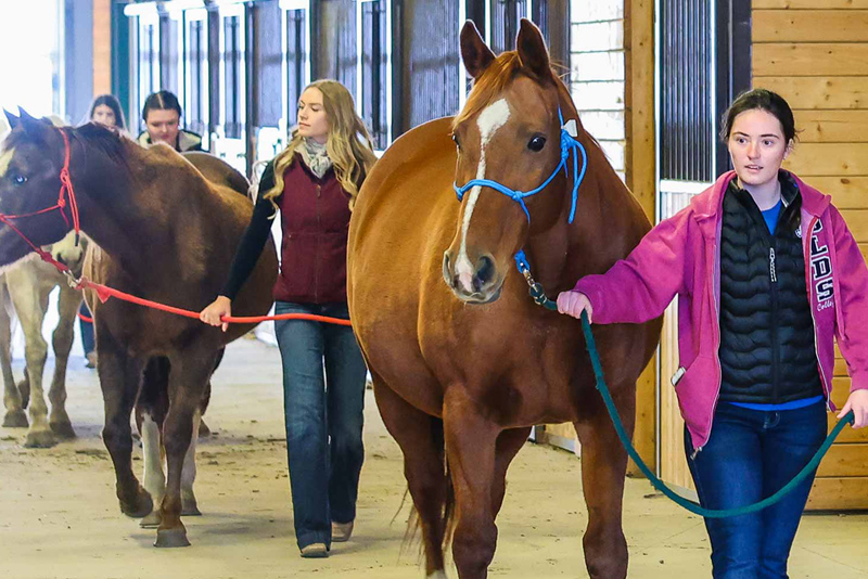 Equine Reproduction Technician