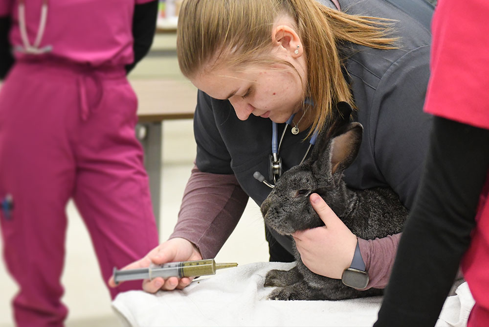 Veterinary Technical Assistant Certificate