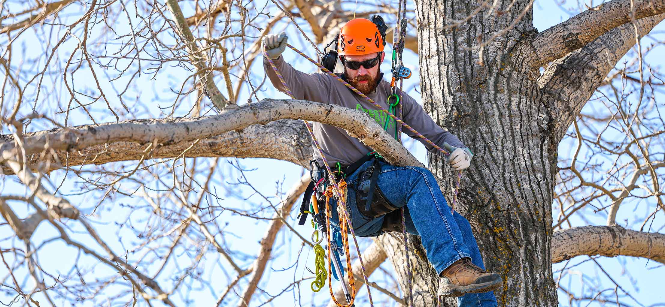 Arboriculture Technician