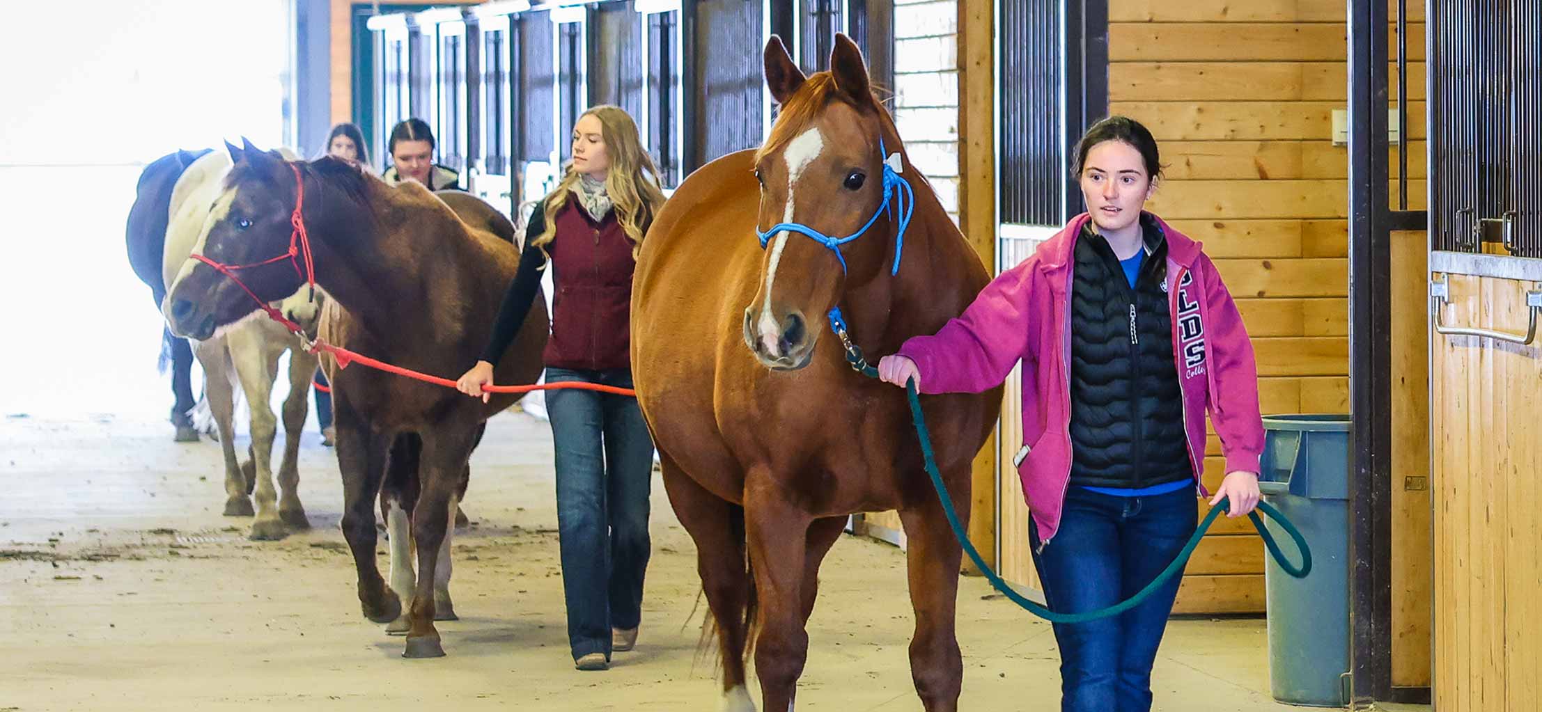 Equine Reproduction