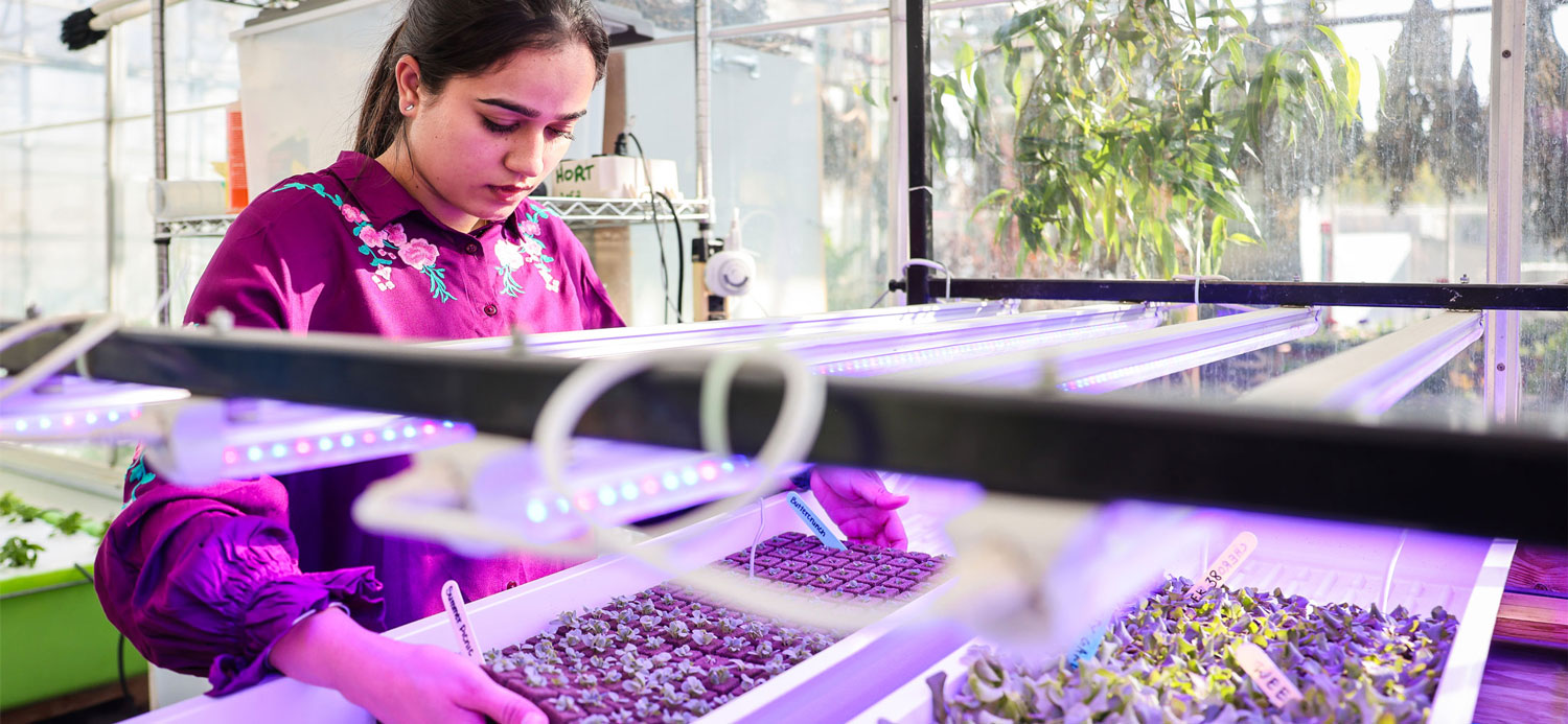 ag tech student with a plant under a UV light