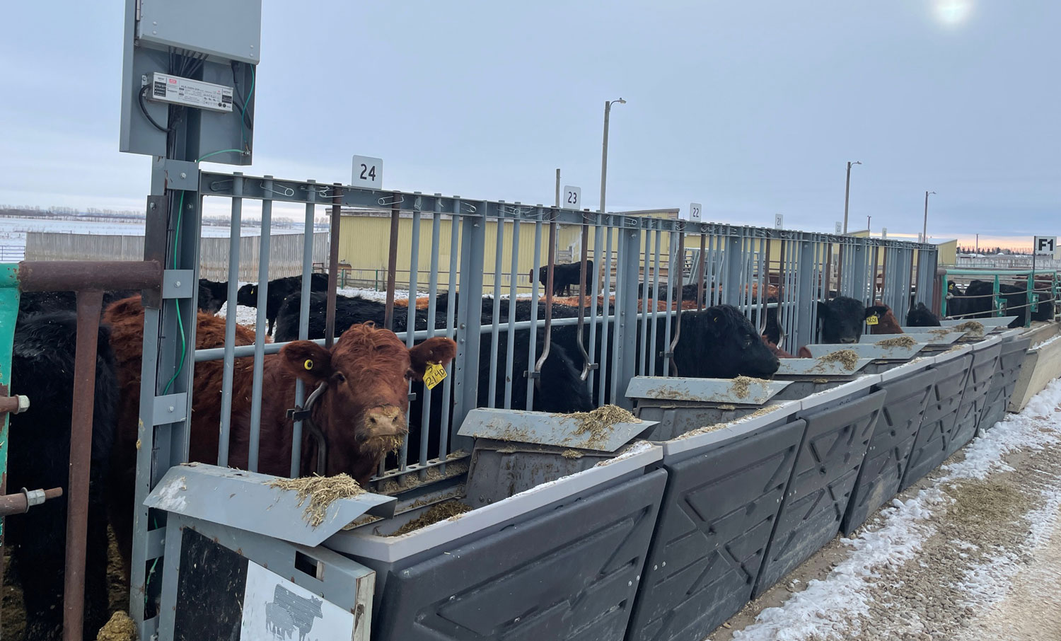 Cattle in the GrowSafe System