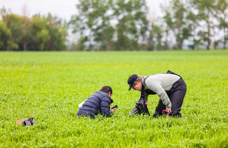 Two students scouting for crop disease