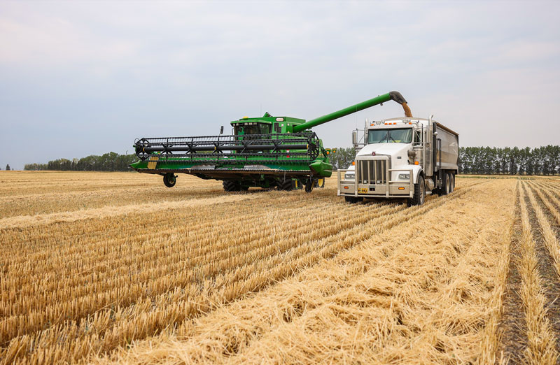 Harvest taking place on the Olds College Smart Farm