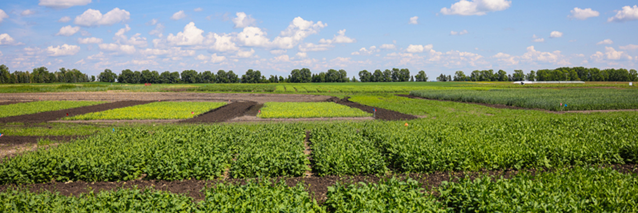 Crop Production