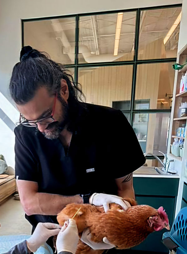 Archie Kumar,  2025 graduate of the Veterinary Technical Assistant (VTA) Certificate program at Olds College, caring for a hen.