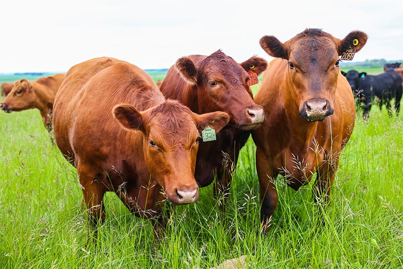 Livestock Research